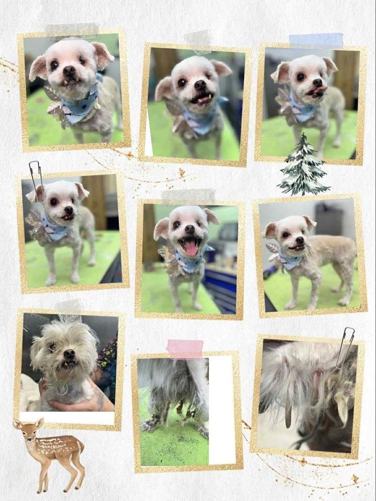 Annabel - Pending adoption, Adoptable, Senior Female Maltese.