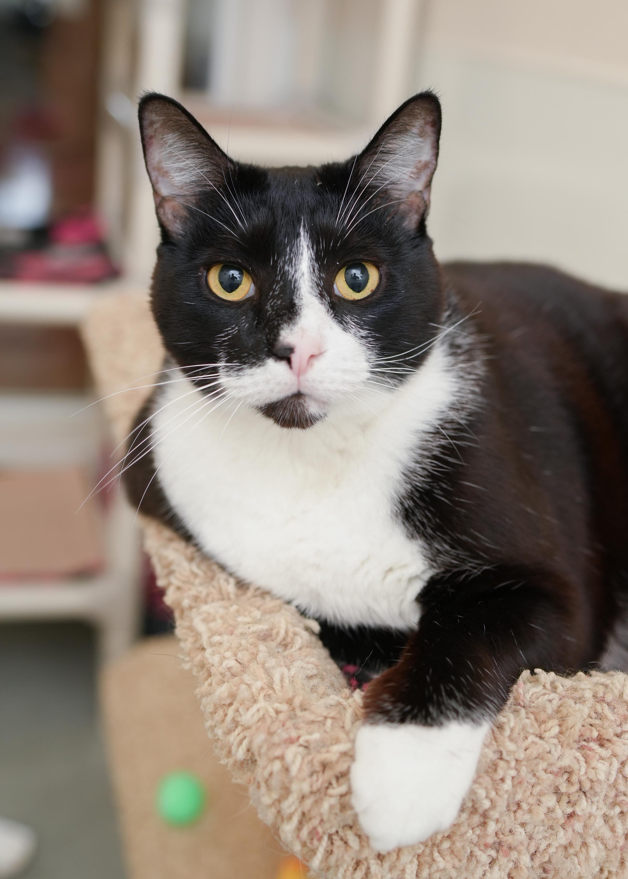 Bogart, Adoptable, Adult Male Domestic Short Hair.
