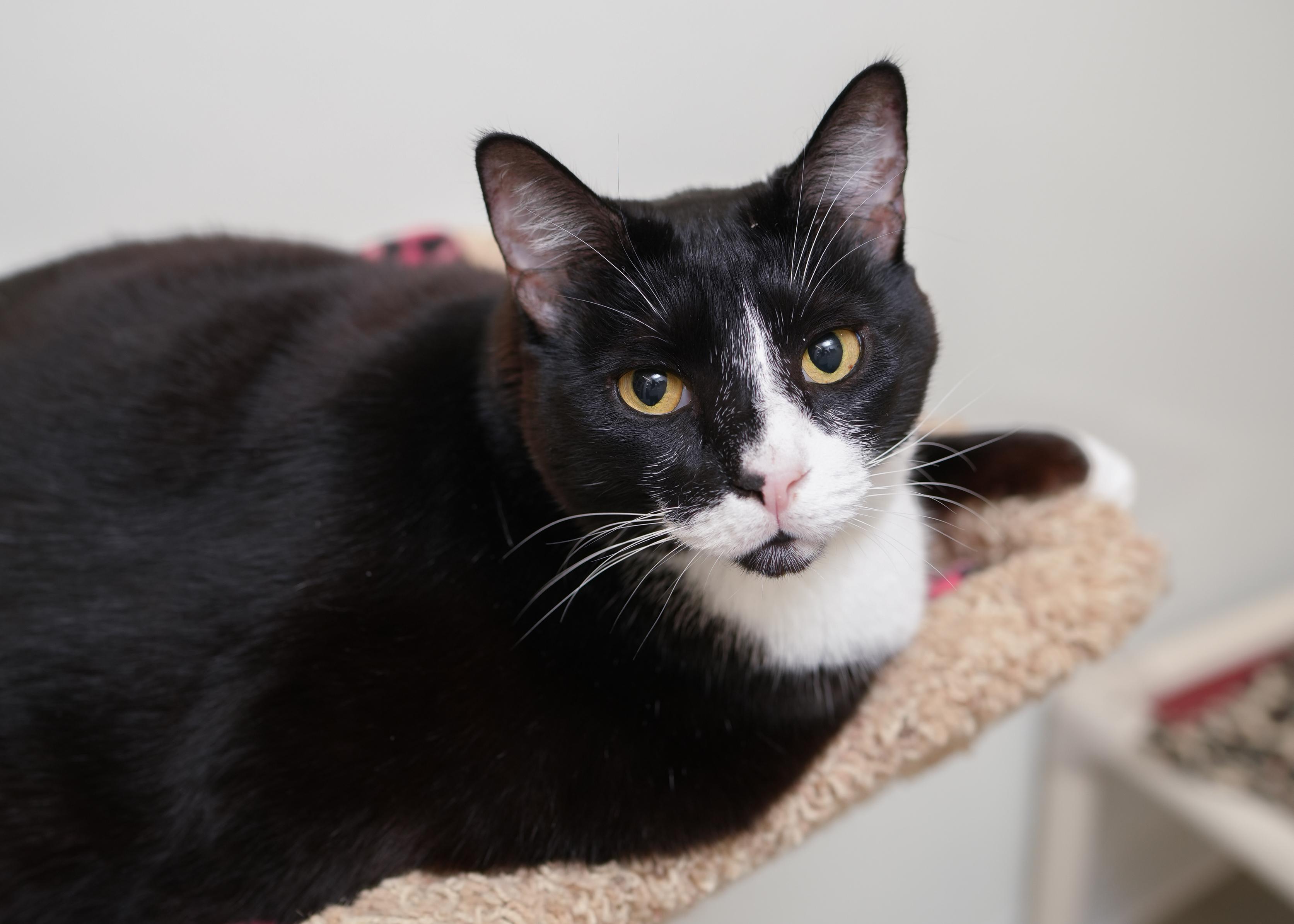 Enlarge Bogart, a Adoptable Domestic Short Hair in Boise, ID image 2/3