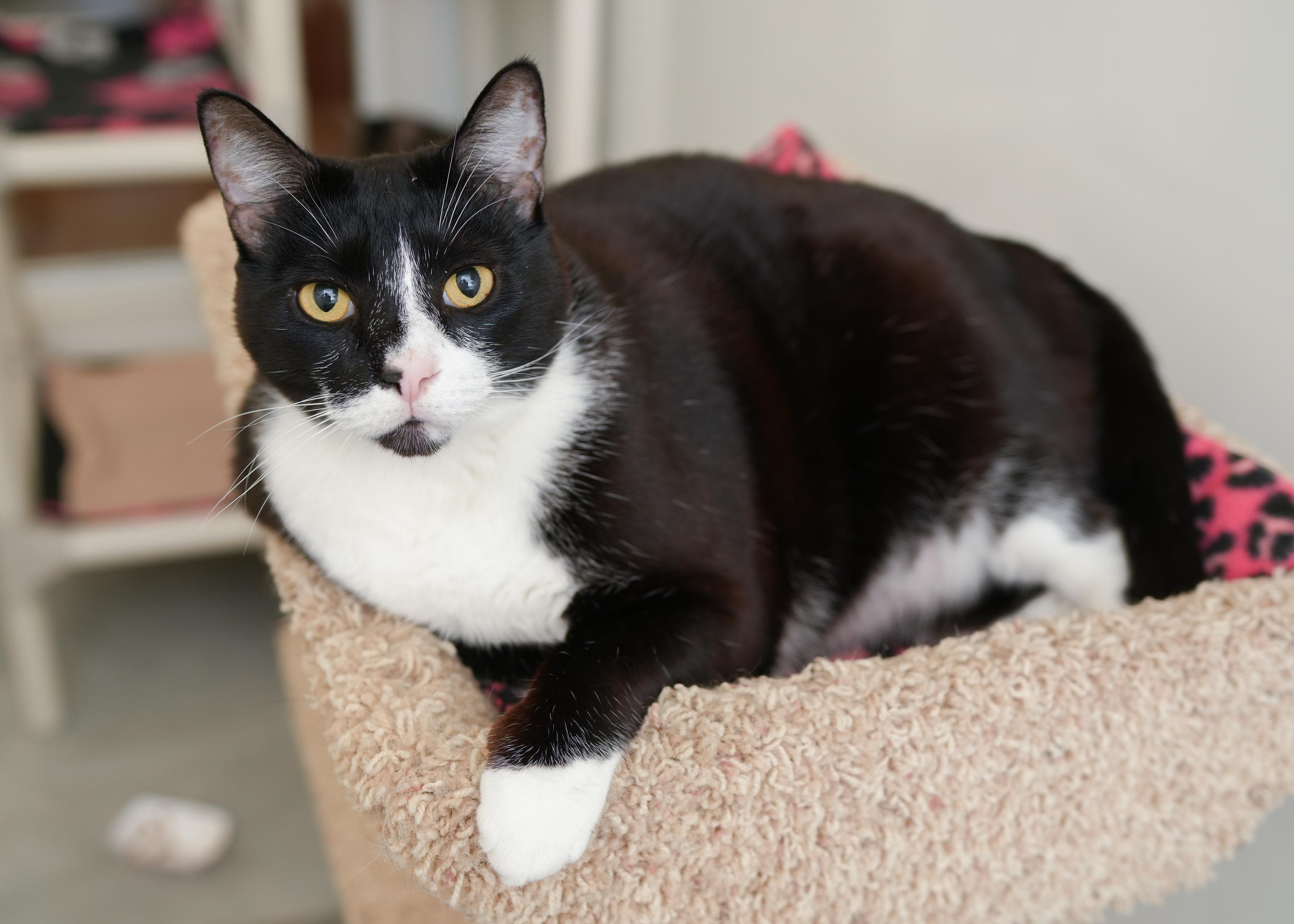 Enlarge Bogart, a Adoptable Domestic Short Hair in Boise, ID image 3/3