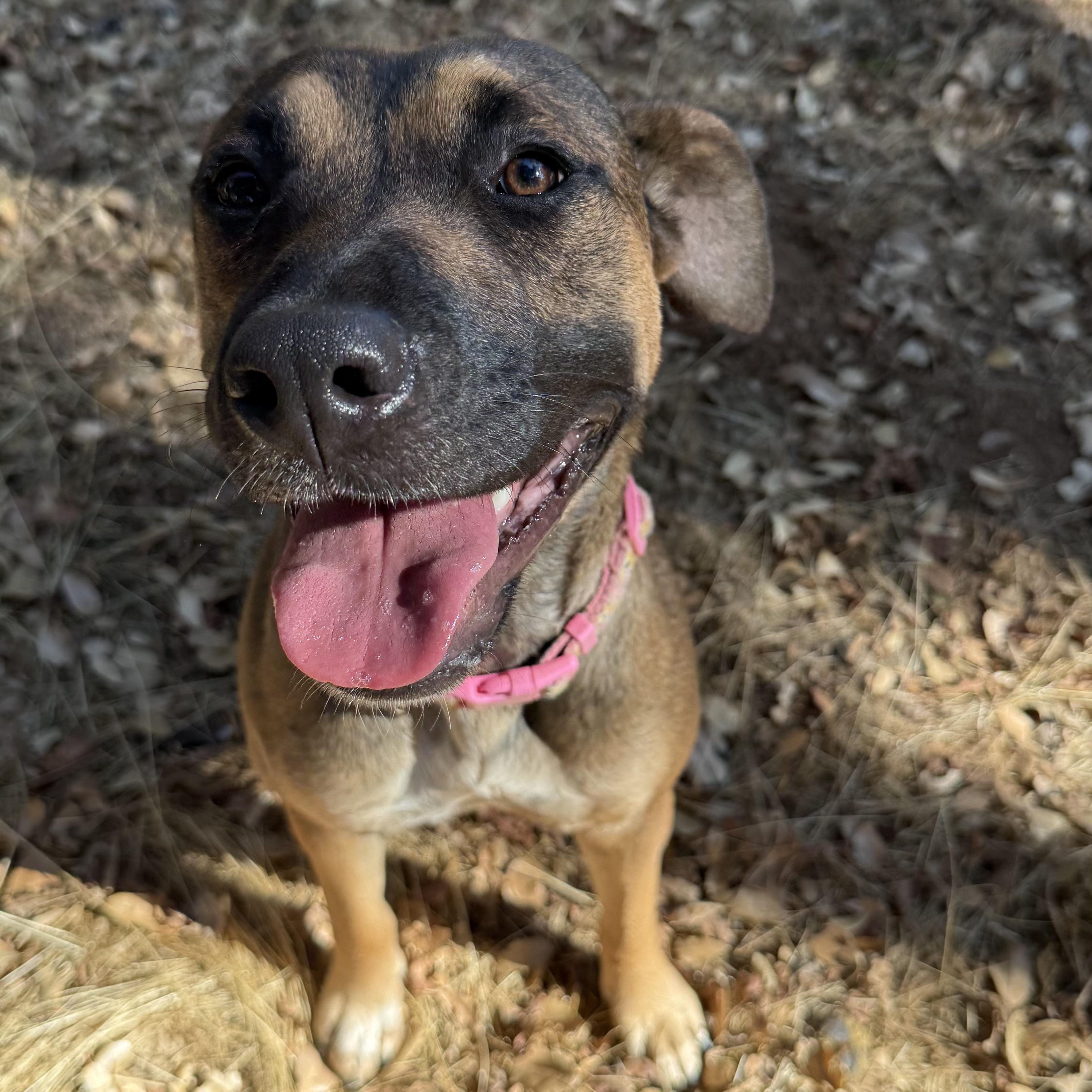 Autumn 0124, an adoptable German Shepherd Dog in Sonora, CA, 95370 | Photo Image 1