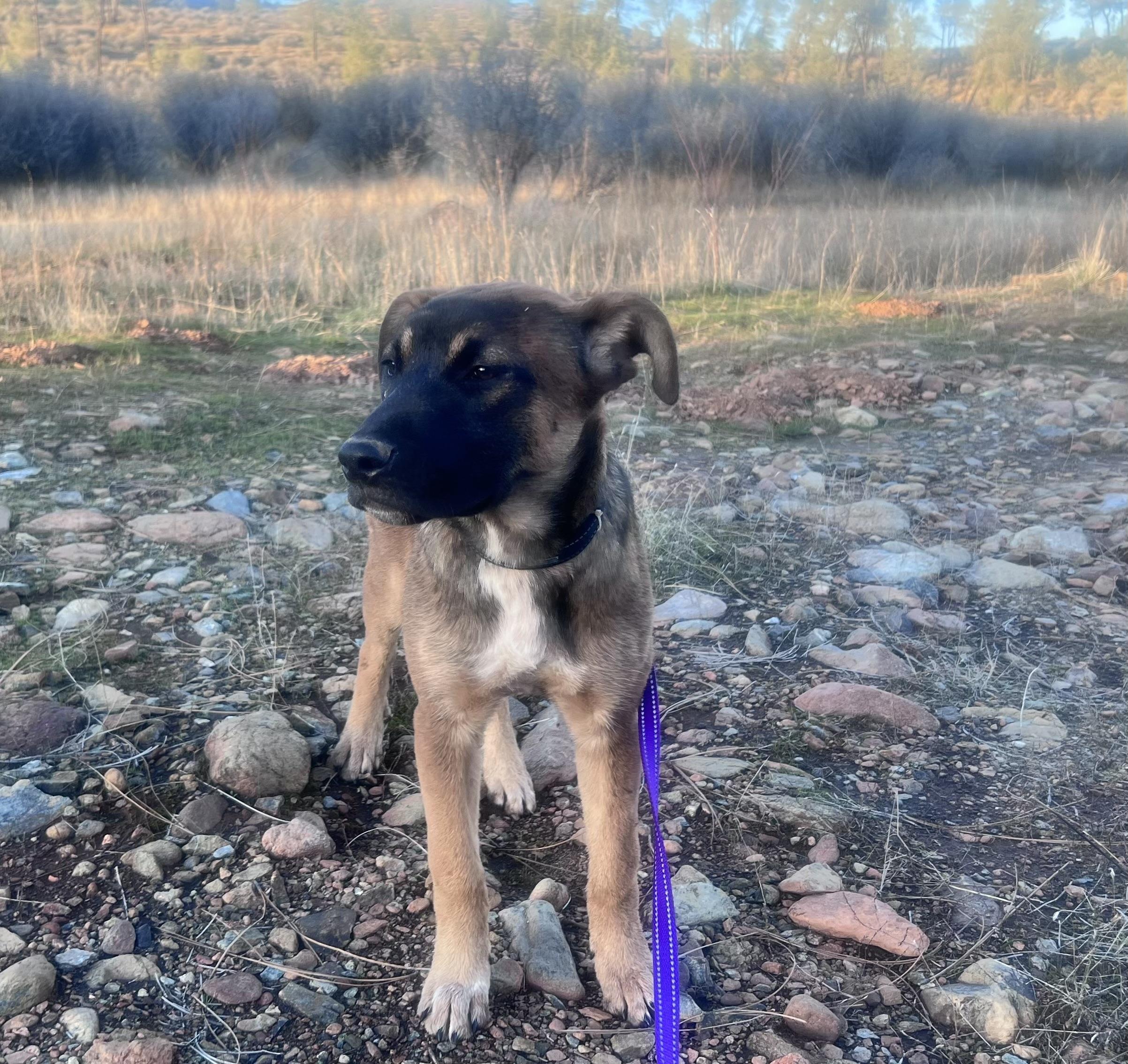 Enlarge Autumn 0124, a Adoptable mixed breed in Sonora, CA image 2/6
