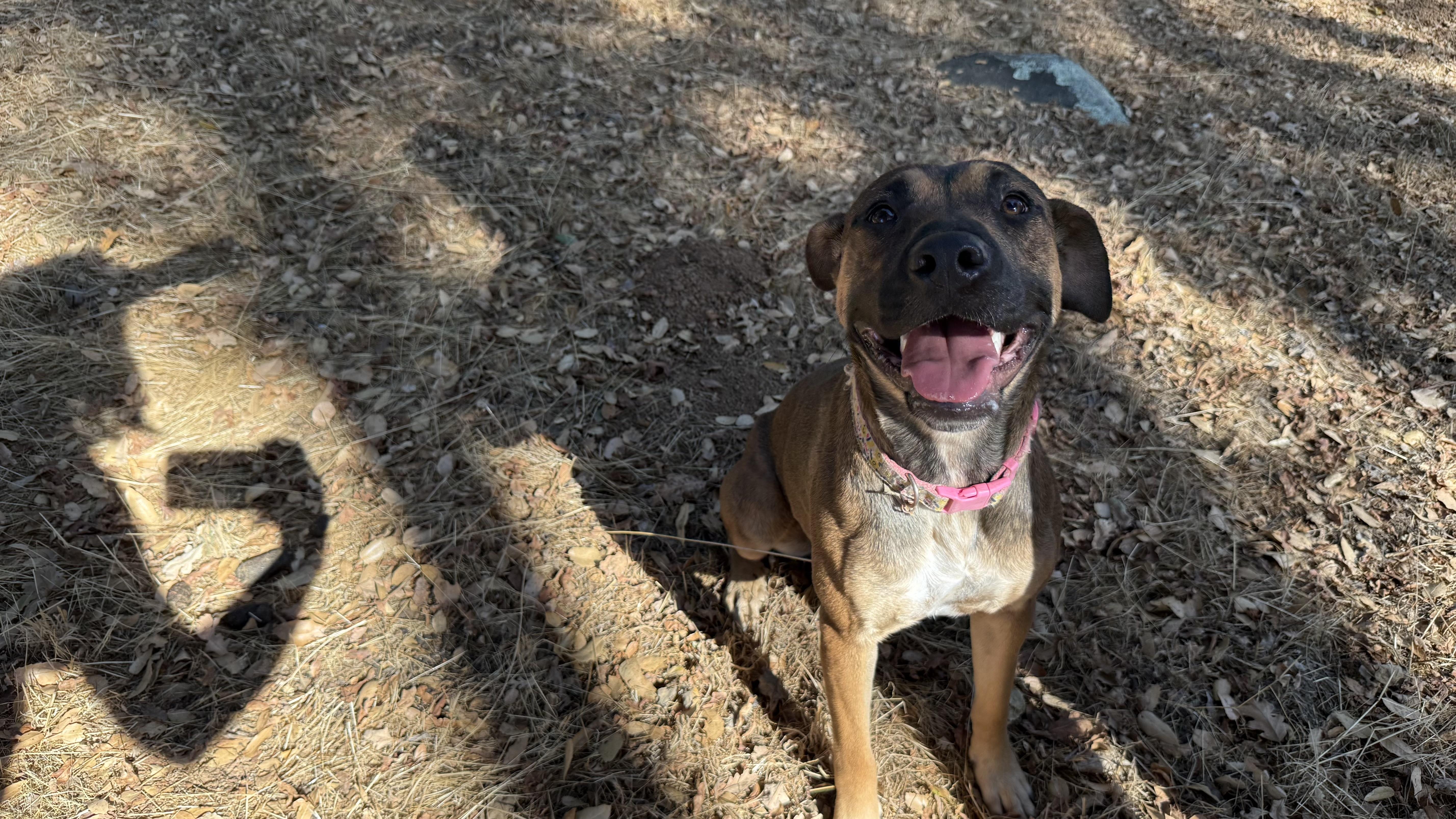 Enlarge Autumn 0124, a Adoptable mixed breed in Sonora, CA image 3/6