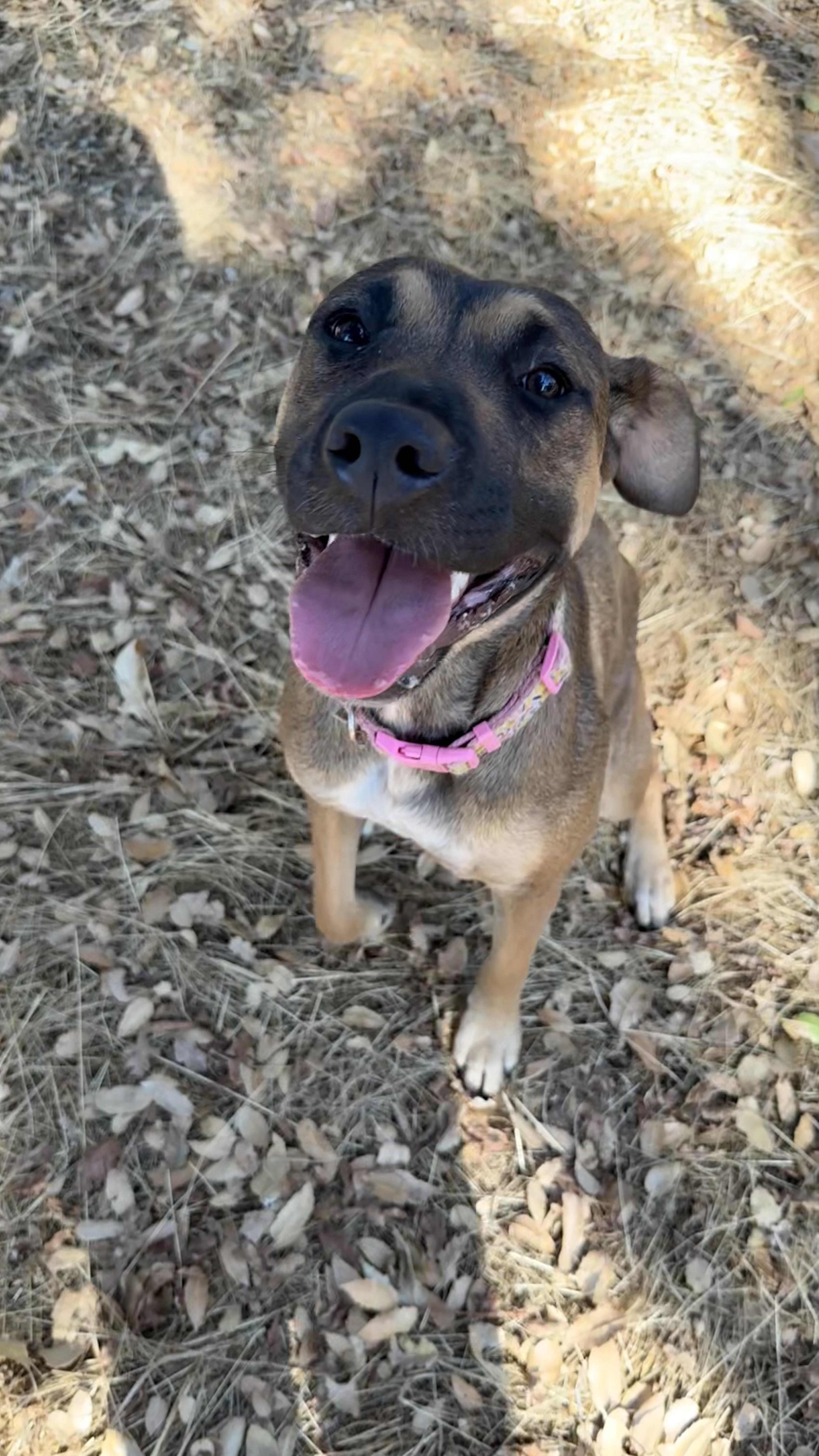 Enlarge Autumn 0124, a Adoptable mixed breed in Sonora, CA image 4/6