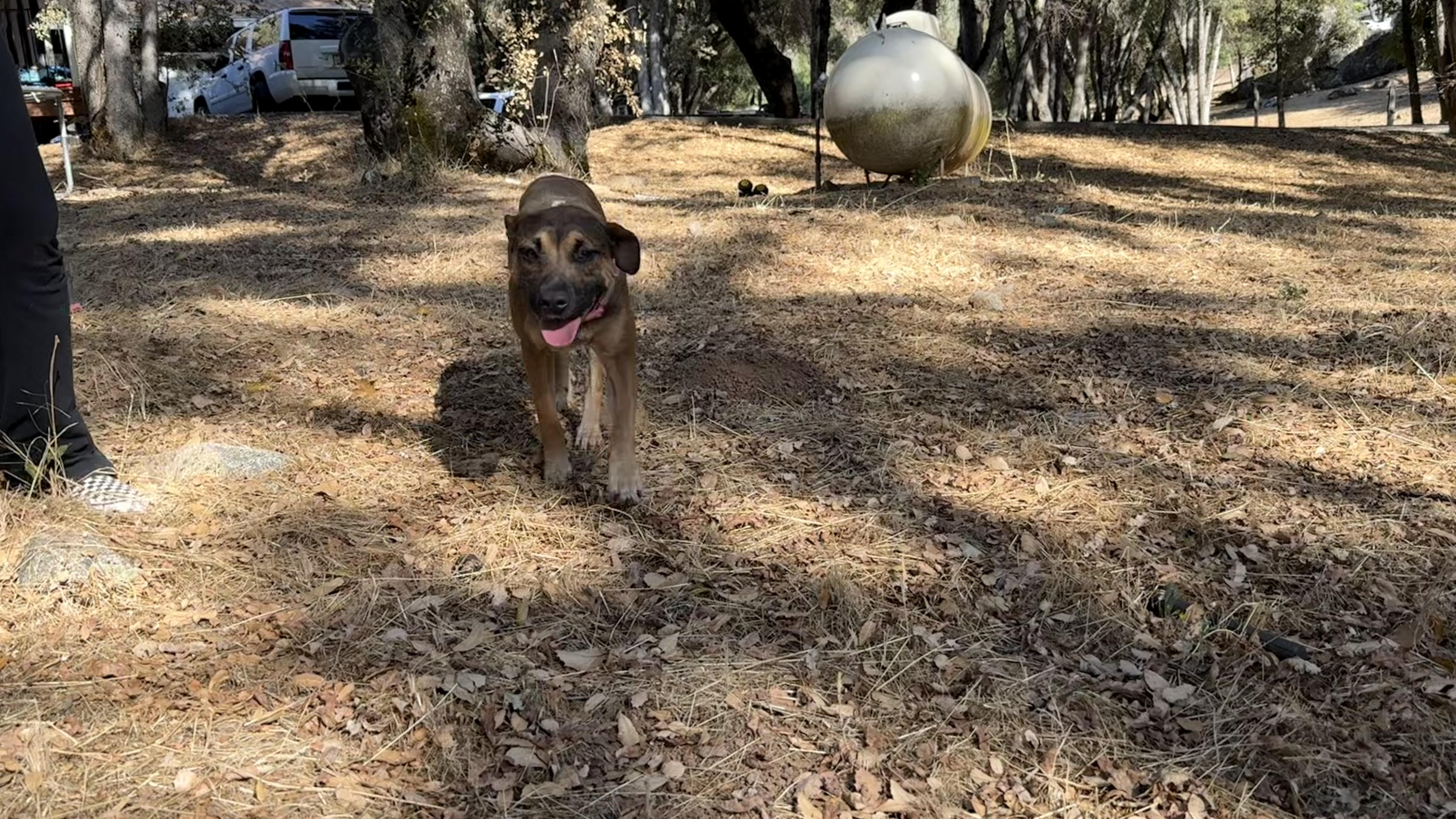 Enlarge Autumn 0124, a Adoptable mixed breed in Sonora, CA image 5/6