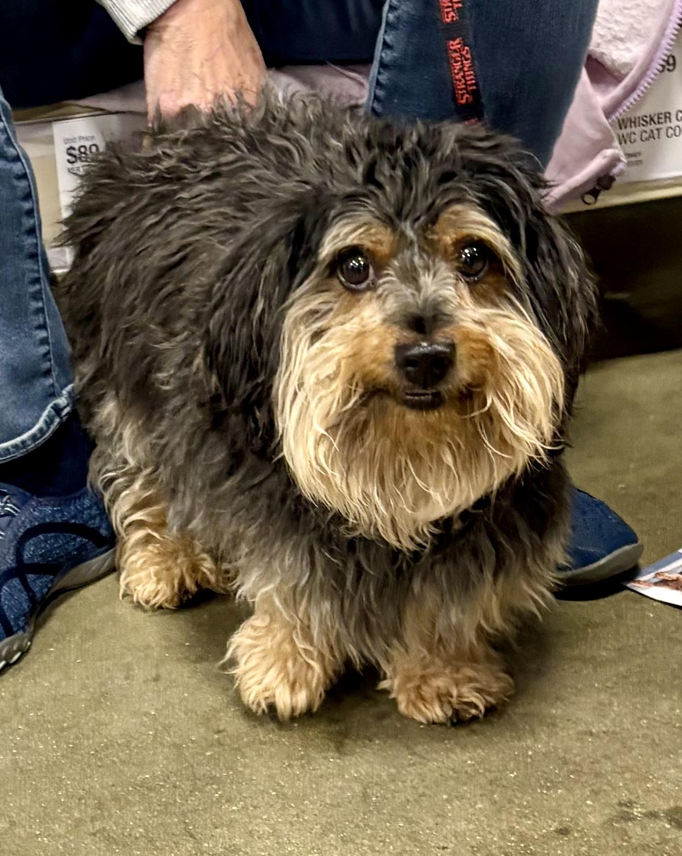 Cholula, adoptable, Adult Male Yorkshire Terrier & Silky Terrier.