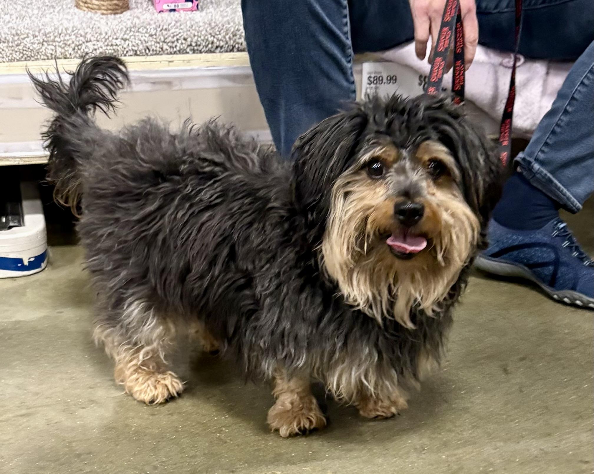 Cholula, adoptable, Adult Male Cairn Terrier & Silky Terrier.