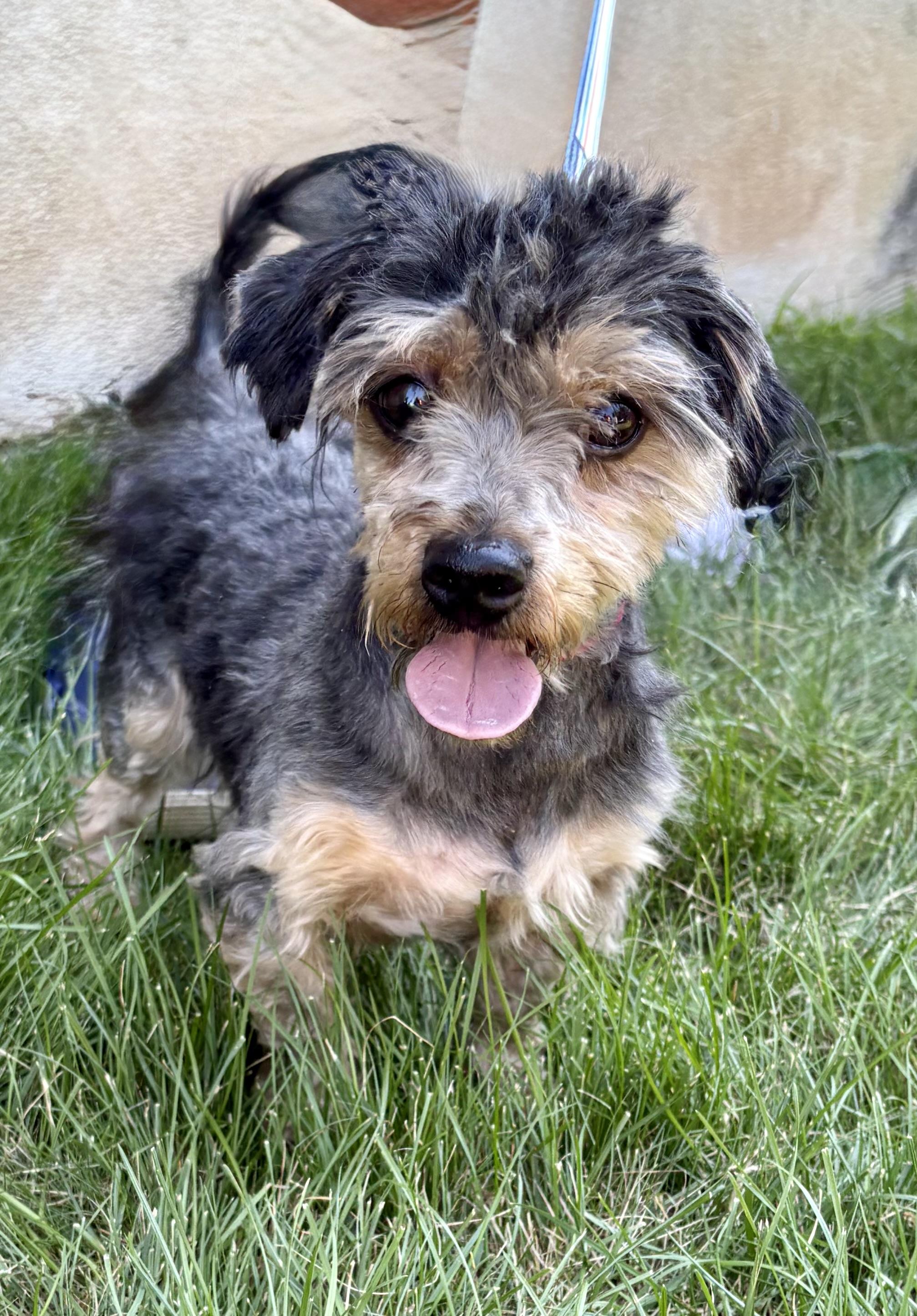 Cholula, adoptable, Adult Male Yorkshire Terrier & Silky Terrier.