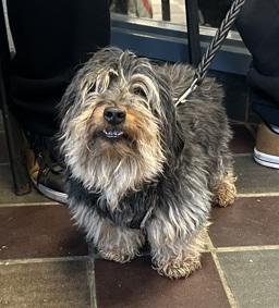 Enlarge Cholula, an adoptable mixed breed in Warren, NJ image 2/3