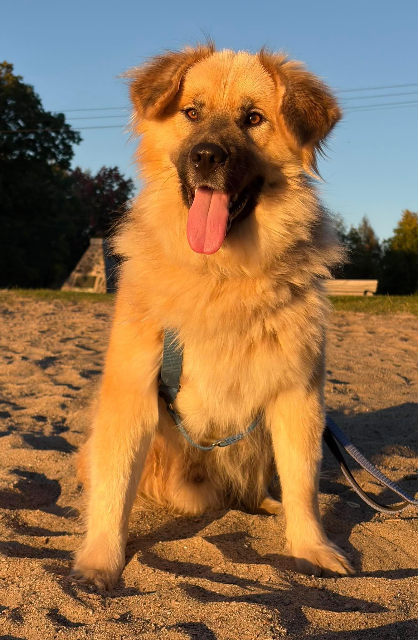 Togo, Adoptable, Adult Male Husky & German Shepherd Dog.