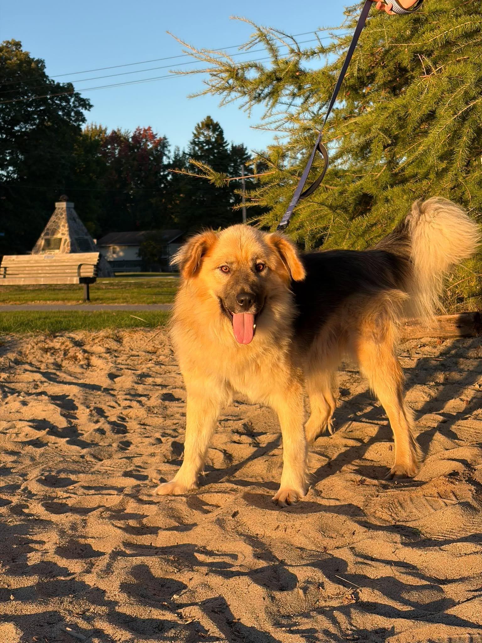 Enlarge Togo, a Adoptable mixed breed in London, ON image 3/5