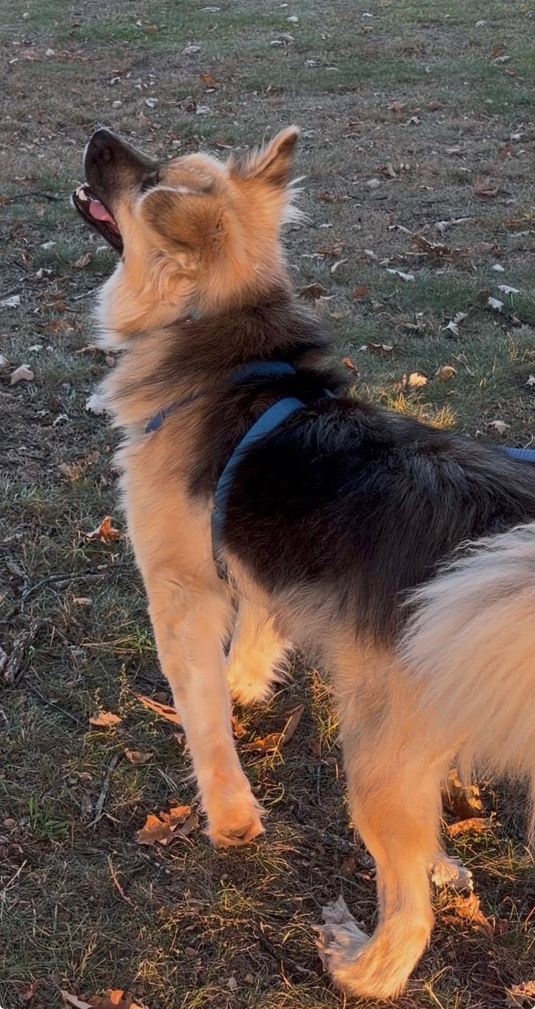 Enlarge Togo, a Adoptable mixed breed in London, ON image 2/5