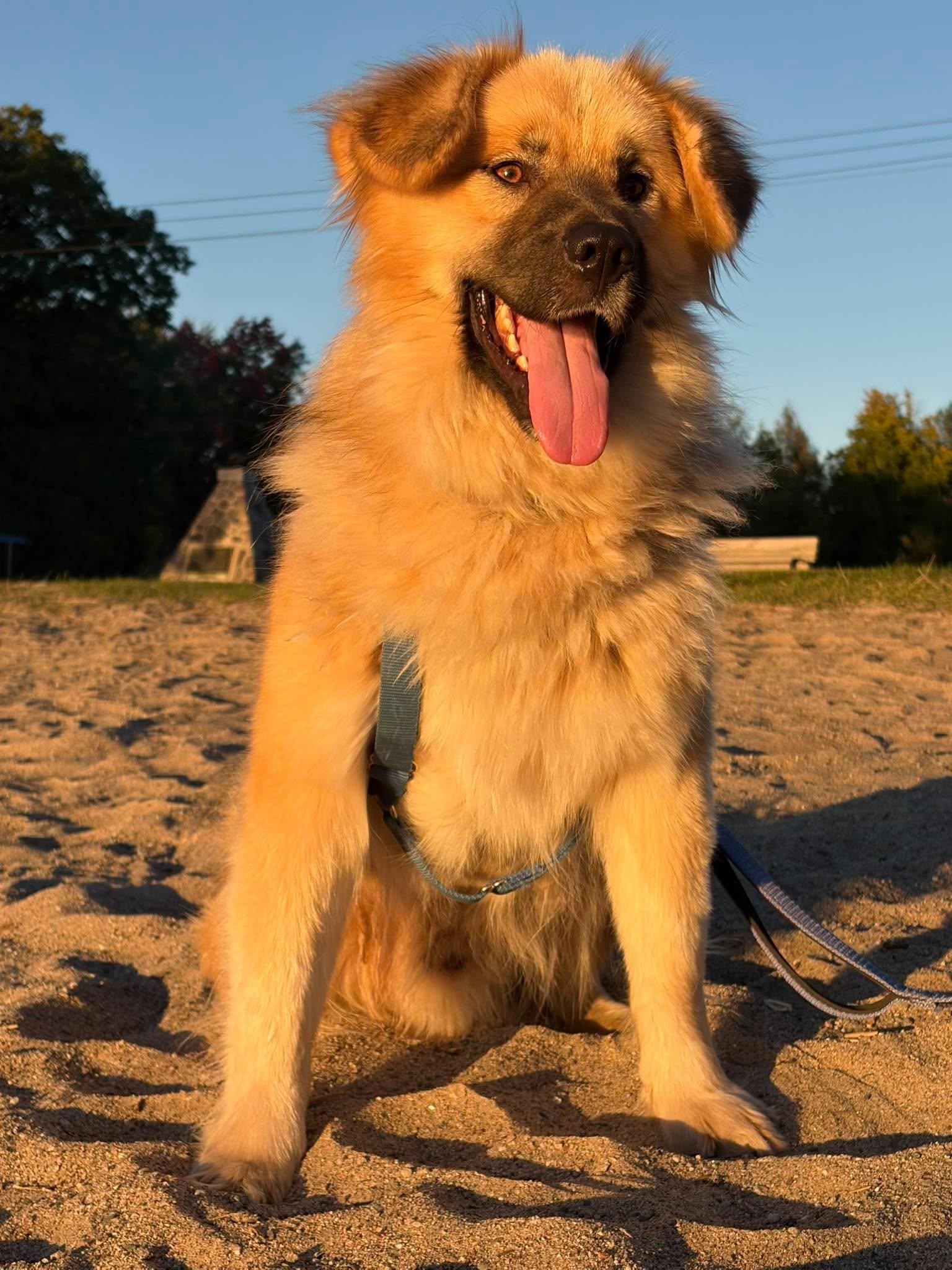 Enlarge Togo, a Adoptable mixed breed in London, ON image 4/5