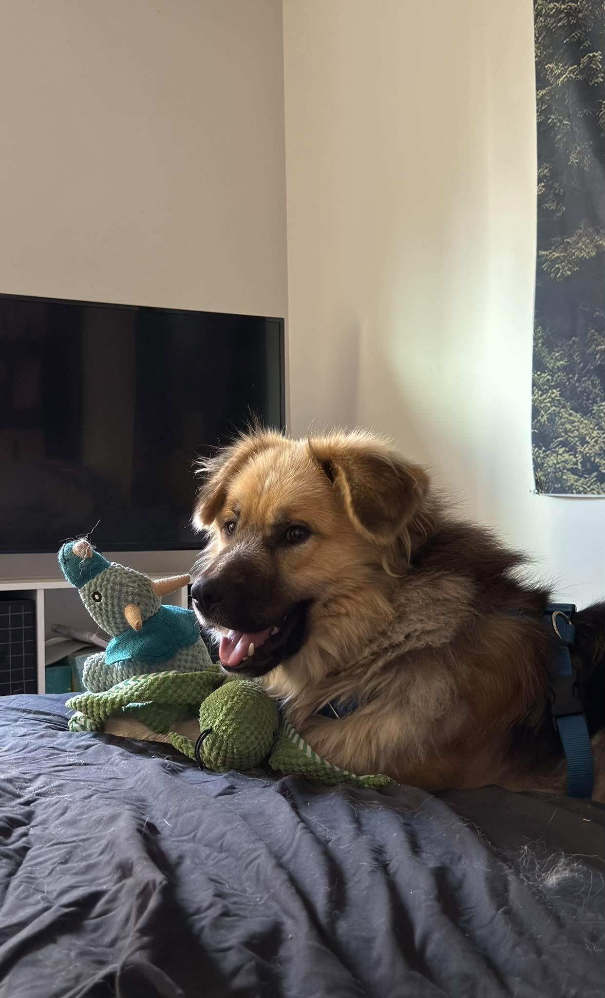 Enlarge Togo, a Adoptable mixed breed in London, ON image 5/5