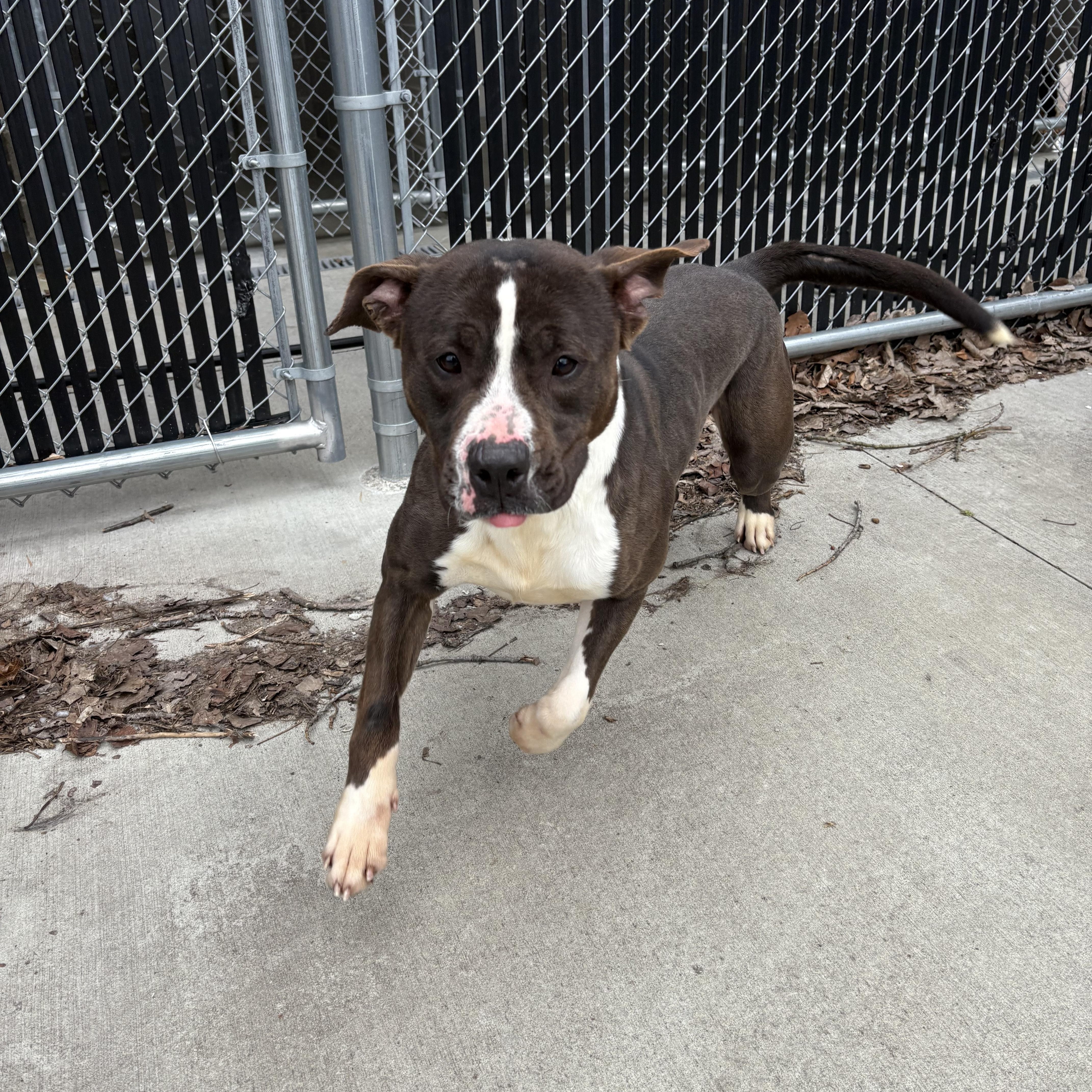 Arnold (Ham) , ADOPTABLE, Adult Male Pit Bull Terrier.