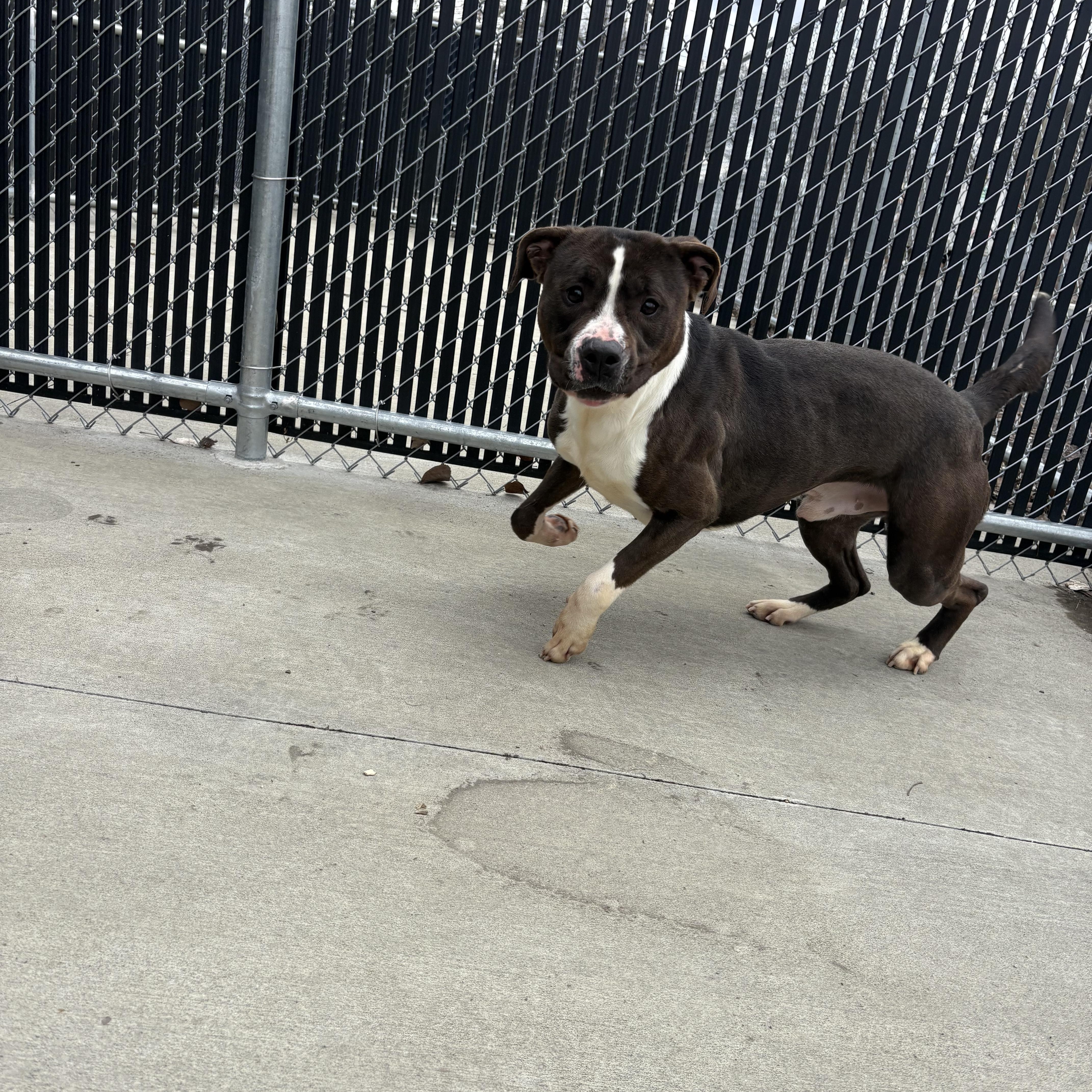 Enlarge Arnold (Ham) , a ADOPTABLE Pit Bull Terrier in North Providence, RI image 2/3