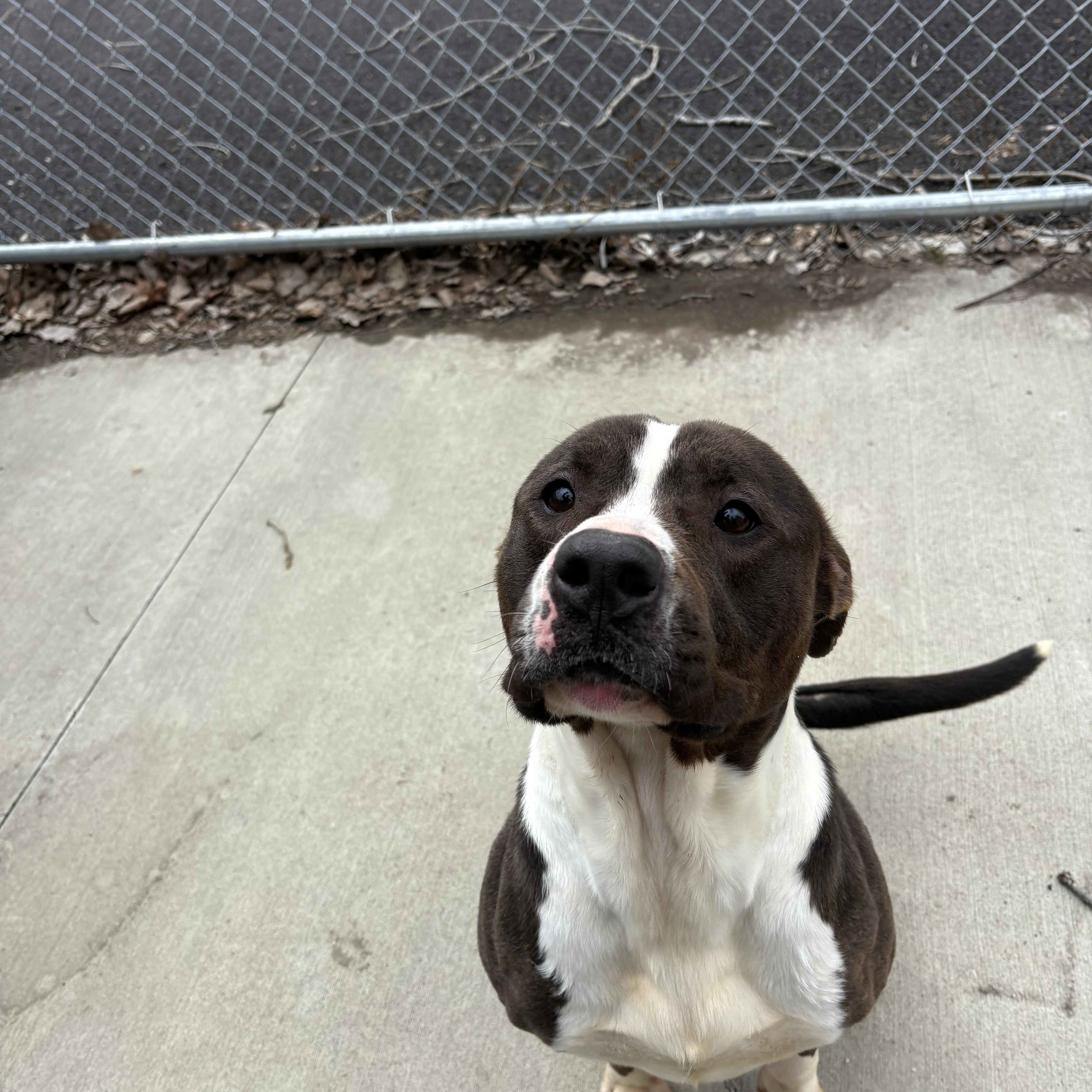 Enlarge Arnold (Ham) , a ADOPTABLE Pit Bull Terrier in North Providence, RI image 3/3