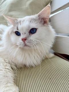 Enlarge Charlie, an adopted Ragdoll in Cincinnati, OH image 6/6