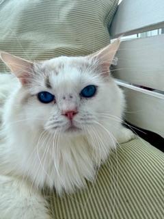 Enlarge Charlie, an adopted Ragdoll in Cincinnati, OH image 5/6