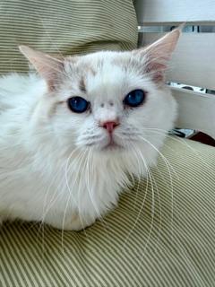 Enlarge Charlie, an adopted Ragdoll in Cincinnati, OH image 2/6