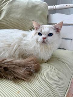 Enlarge Charlie, an adopted Ragdoll in Cincinnati, OH image 4/6