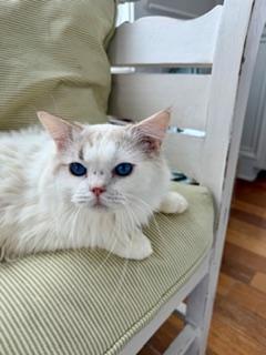 Enlarge Charlie, an adopted Ragdoll in Cincinnati, OH image 3/6