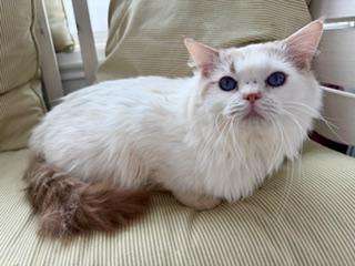 Charlie, adopted, Young Male Ragdoll.