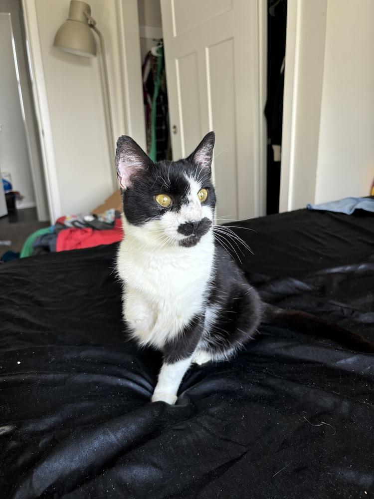 Cleocatra, Adoptable, Adult Female Domestic Short Hair.