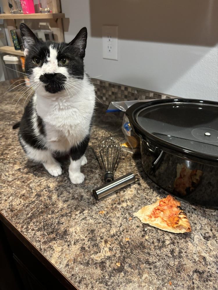 Enlarge Cleocatra, a Adoptable Domestic Short Hair in Bellingham, WA image 2/4