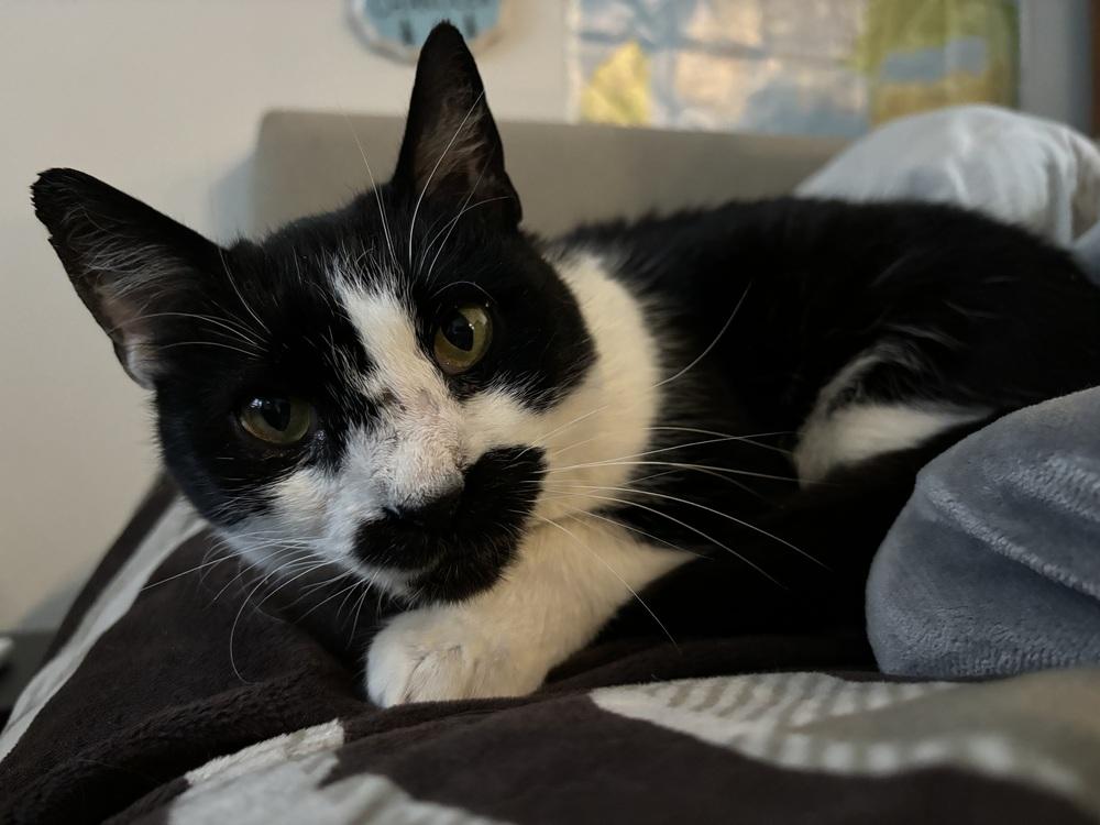 Enlarge Cleocatra, a Adoptable Domestic Short Hair in Bellingham, WA image 3/4