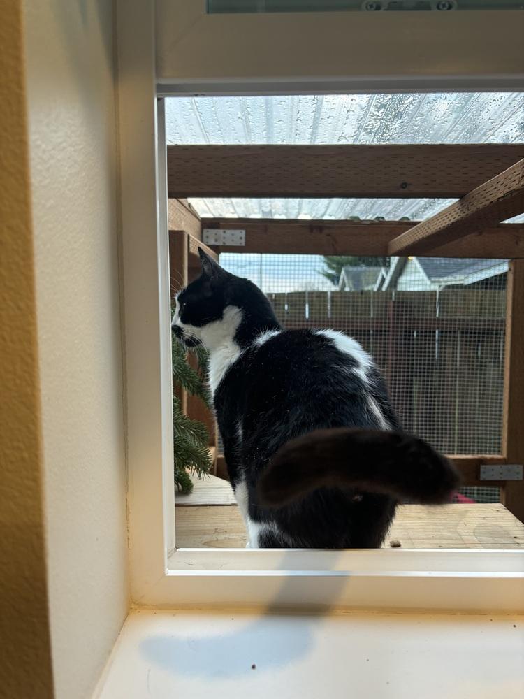 Enlarge Cleocatra, a Adoptable Domestic Short Hair in Bellingham, WA image 4/4