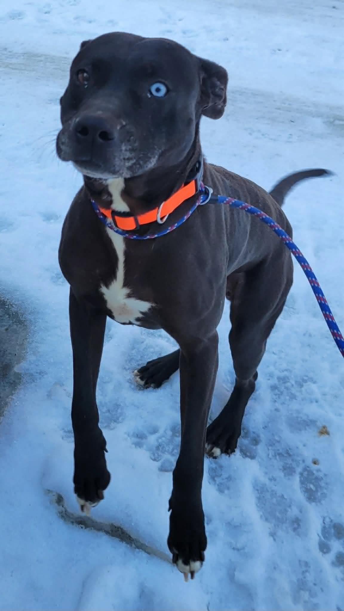 Socrates *Help! I need a foster home!*, Adoptable, Adult Male Pit Bull Terrier.