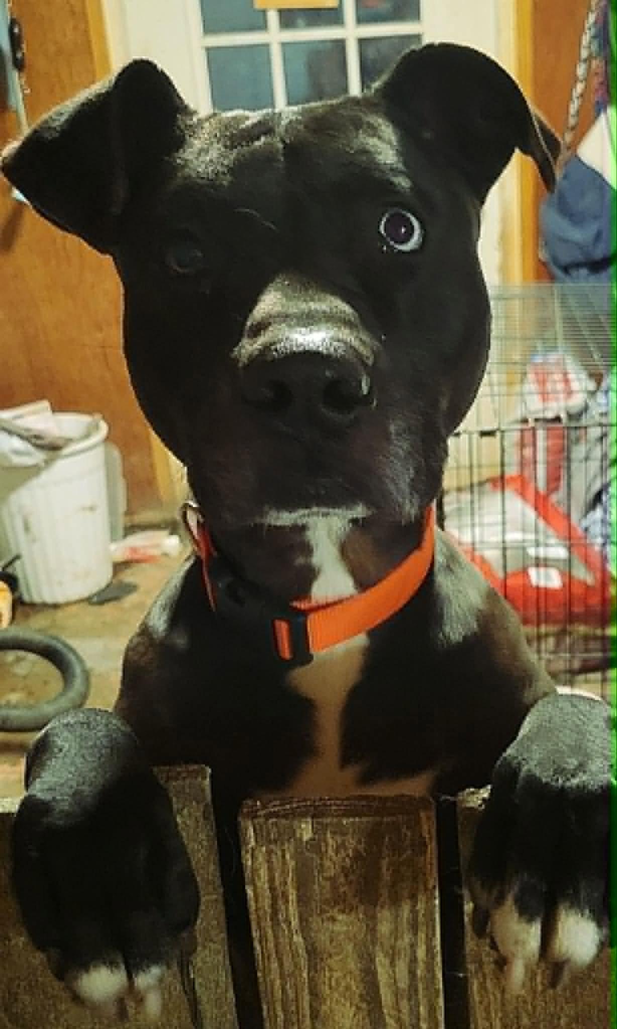 Socrates *Help! I need a foster home!*, a Adoptable Pit Bull Terrier in Crystal, MN image 2/2