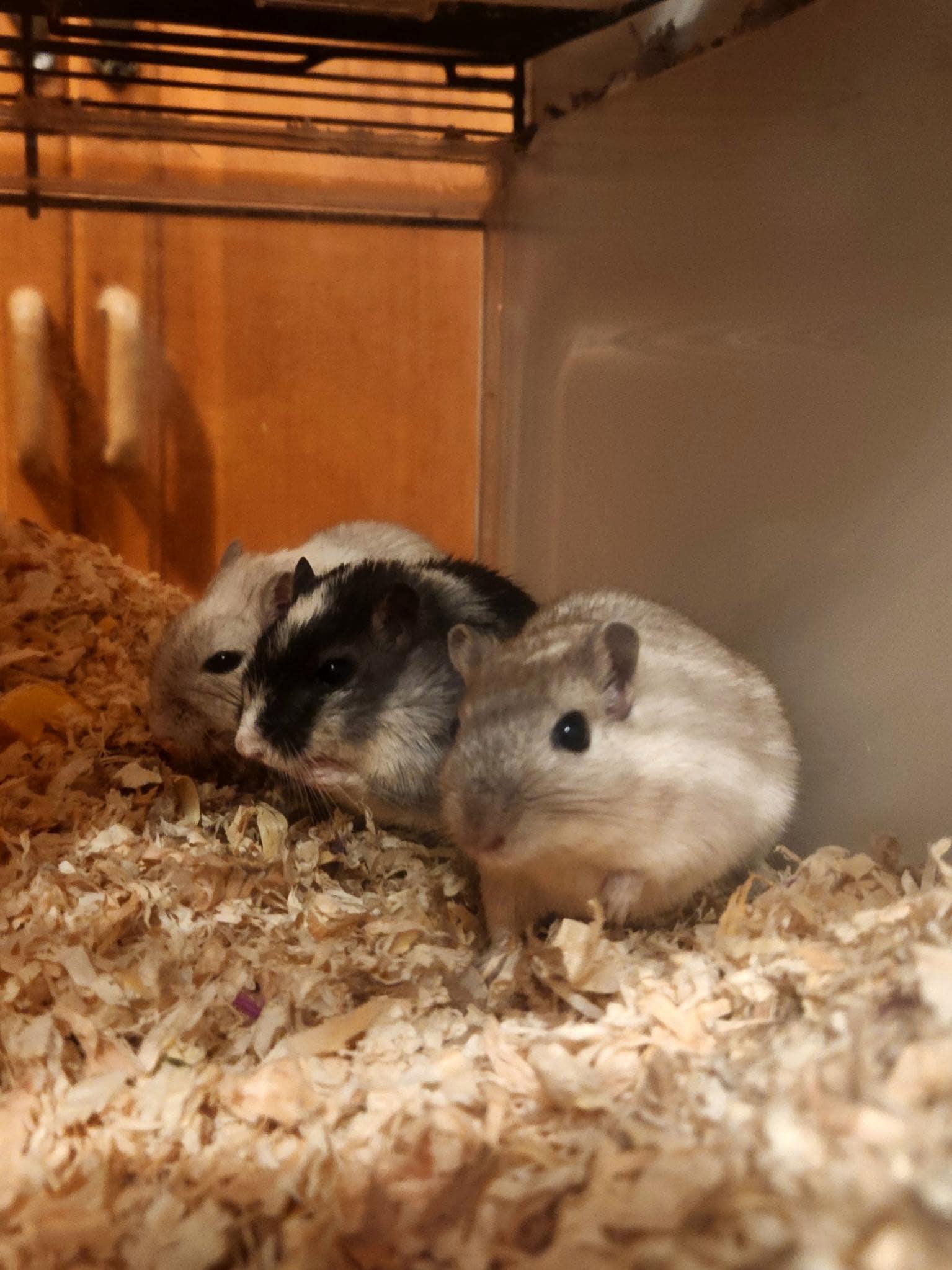 Bandit, Stripe and Lucky