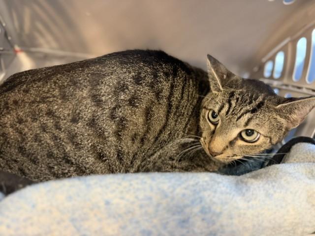 CORAL, Adoptable, Young Male Domestic Short Hair.