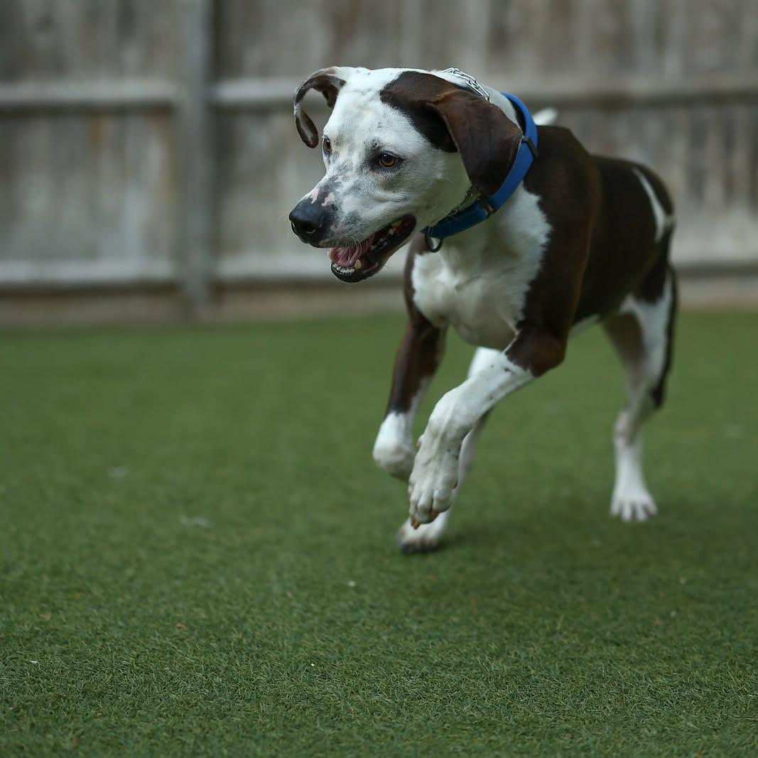 Enlarge Cowboy - ADOPTION FEE SPONSORED, a Adoptable mixed breed in Pembroke, MA image 5/5