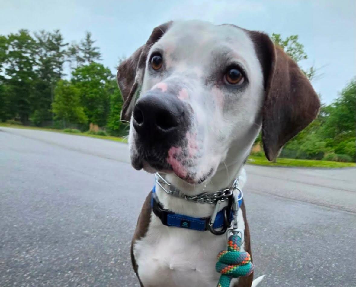 Enlarge Cowboy - ADOPTION FEE SPONSORED, a Adoptable mixed breed in Pembroke, MA image 3/5