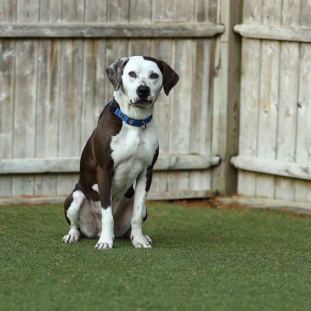 Enlarge Cowboy - ADOPTION FEE SPONSORED, a Adoptable mixed breed in Pembroke, MA image 1/5