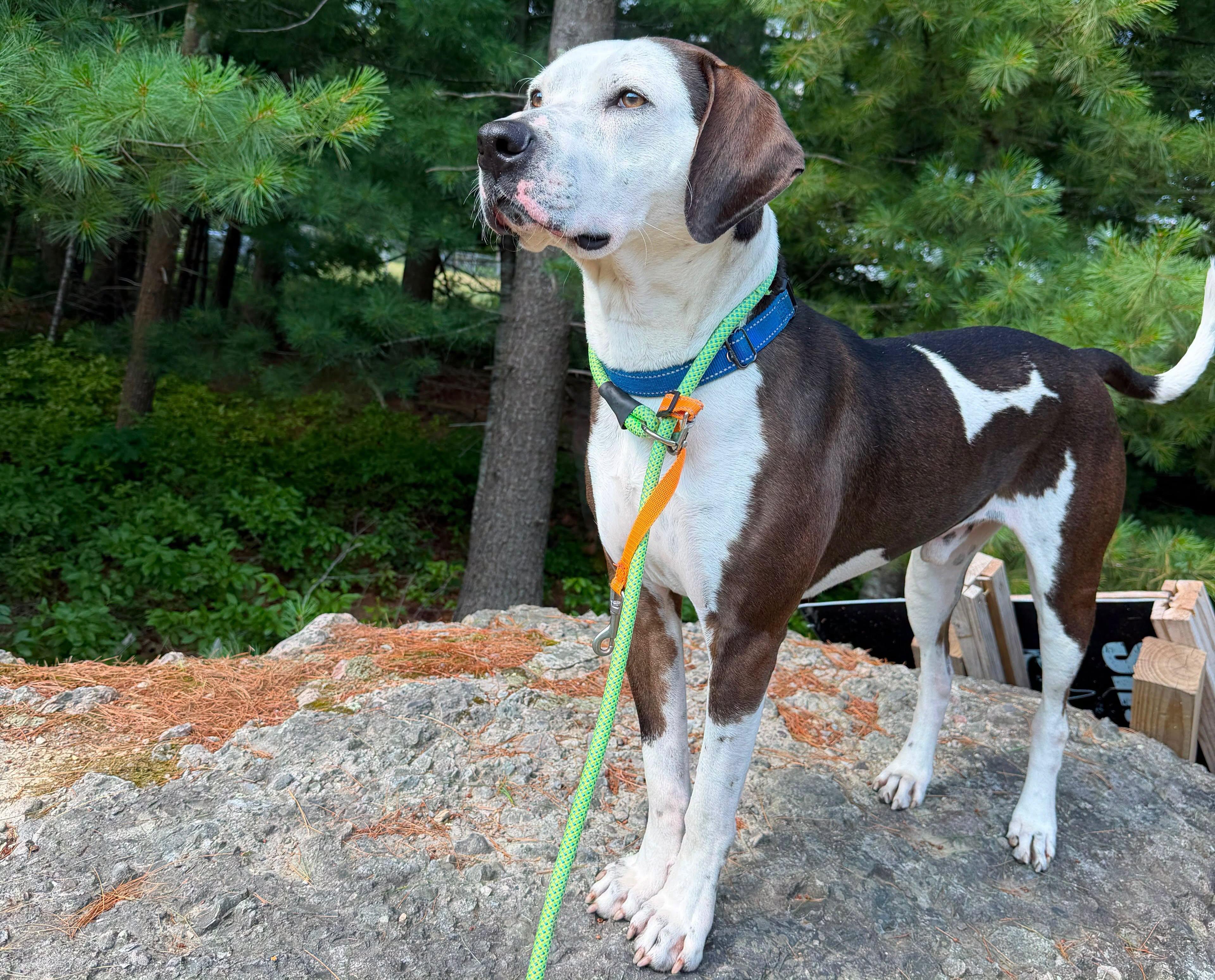 Enlarge Cowboy - ADOPTION FEE SPONSORED, a Adoptable mixed breed in Pembroke, MA image 2/5