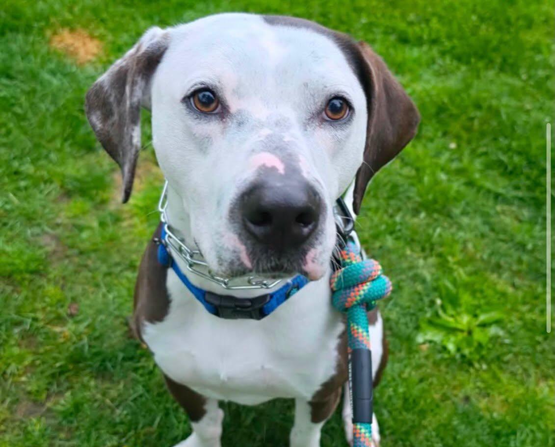 Enlarge Cowboy - ADOPTION FEE SPONSORED, a Adoptable mixed breed in Pembroke, MA image 4/5
