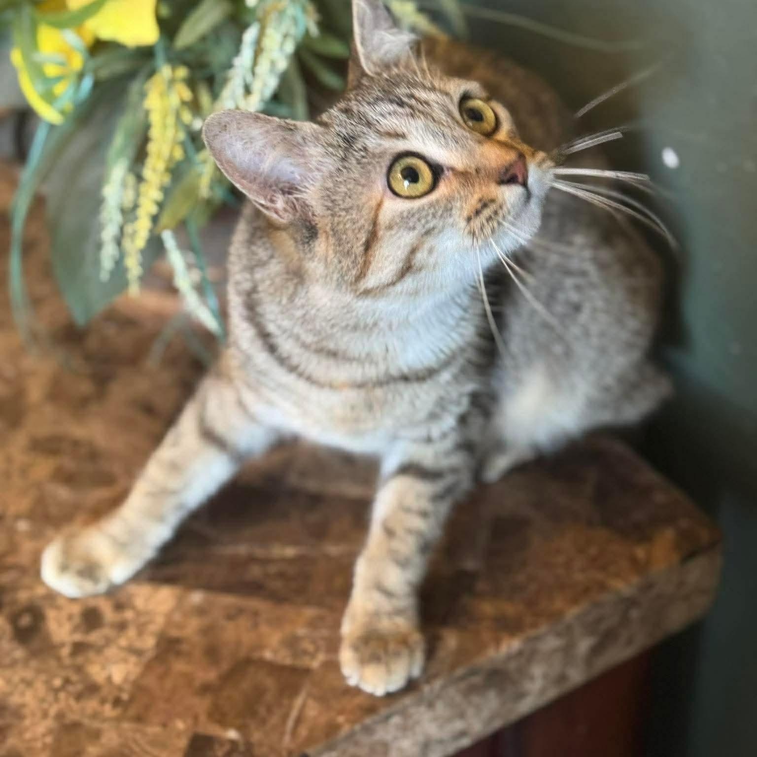 Enlarge Tofu, a ADOPTABLE Domestic Short Hair in Warr Acres, OK image 3/3