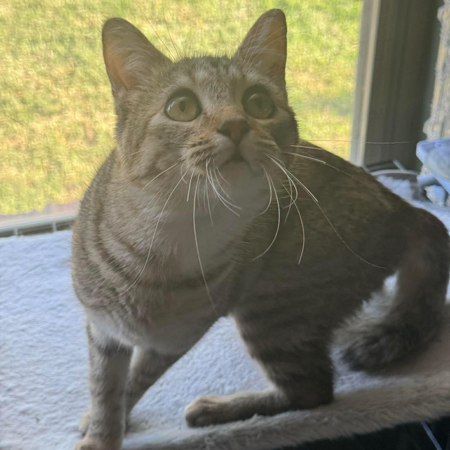 Tofu, ADOPTABLE, Young Female Domestic Short Hair.