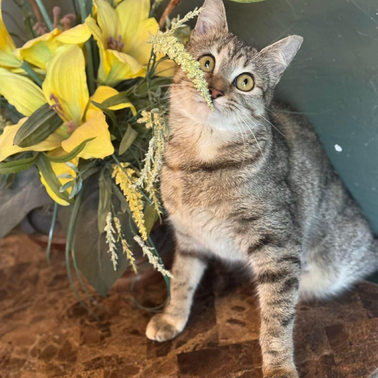 Enlarge Tofu, a ADOPTABLE Domestic Short Hair in Warr Acres, OK image 2/3