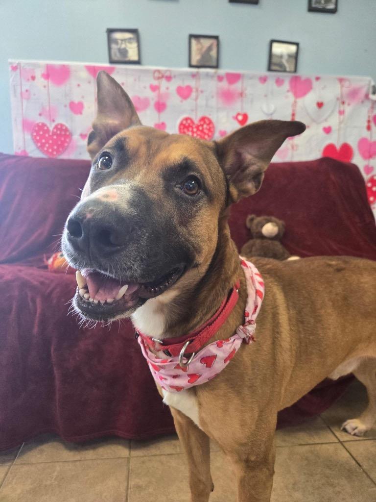 Enlarge Gremlin, a Adoptable Shepherd in Marion, OH image 2/6