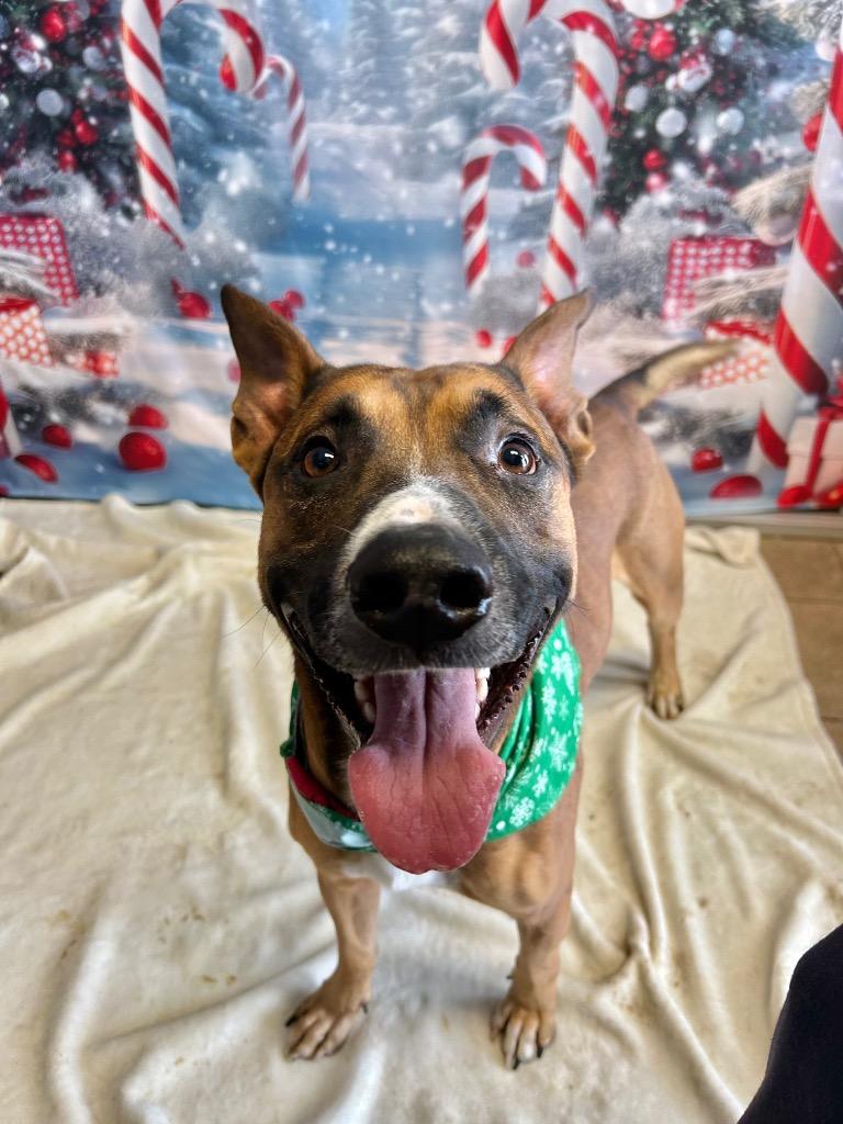Enlarge Gremlin, a Adoptable Shepherd in Marion, OH image 3/6
