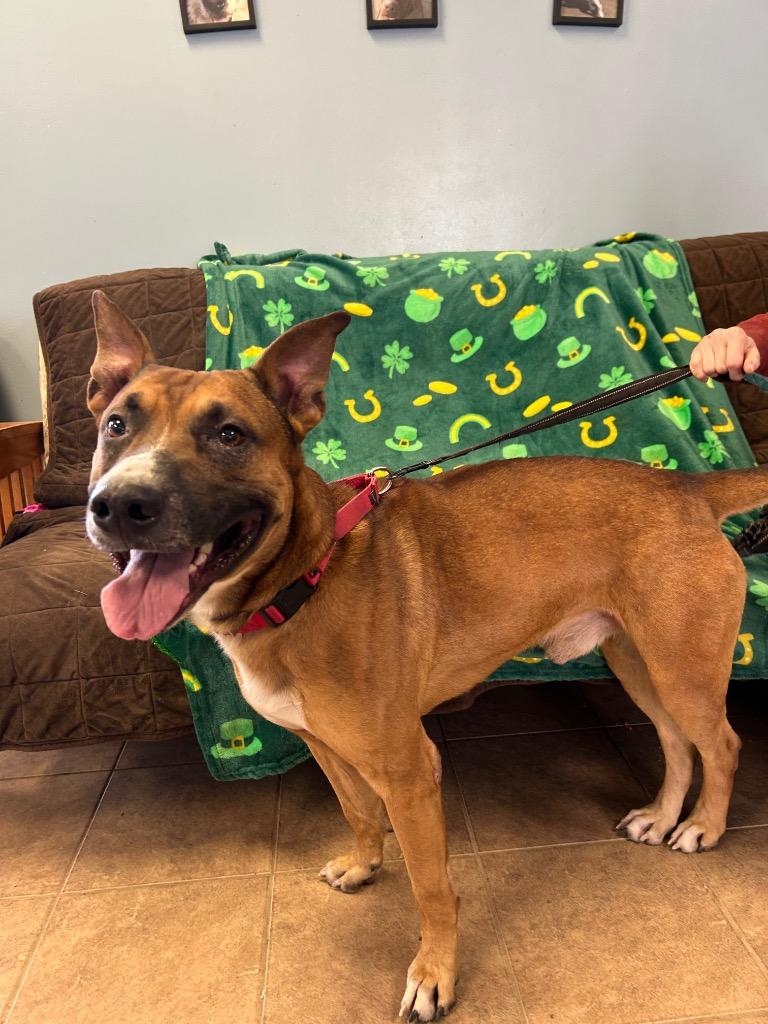 Enlarge Gremlin, a Adoptable Shepherd in Marion, OH image 4/6