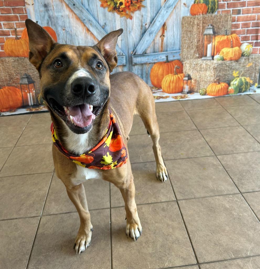 Enlarge Gremlin, a Adoptable Shepherd in Marion, OH image 5/6