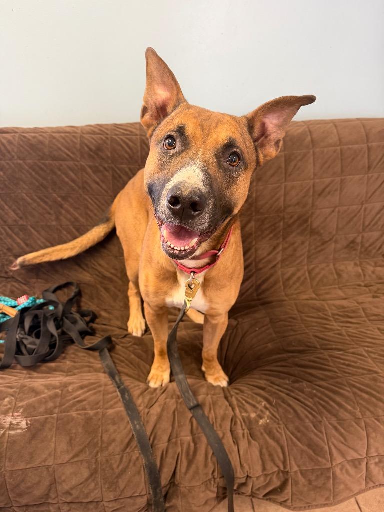 Enlarge Gremlin, a Adoptable Shepherd in Marion, OH image 6/6