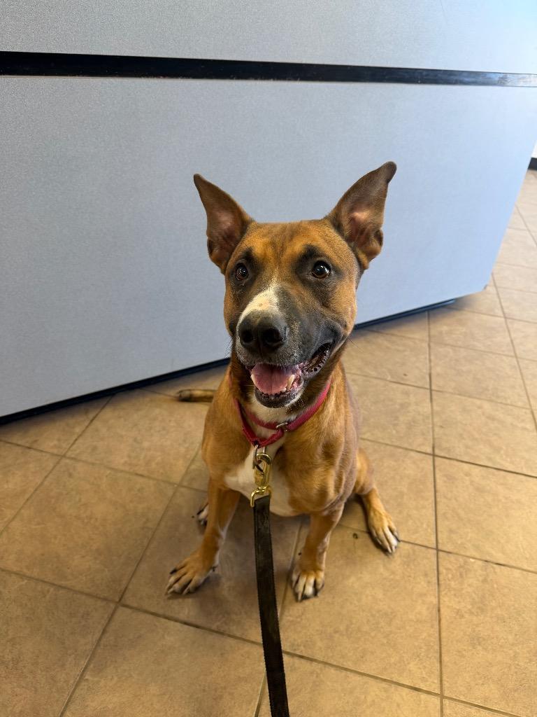 Gremlin, a Adoptable Shepherd in Marion, OH image 3/3