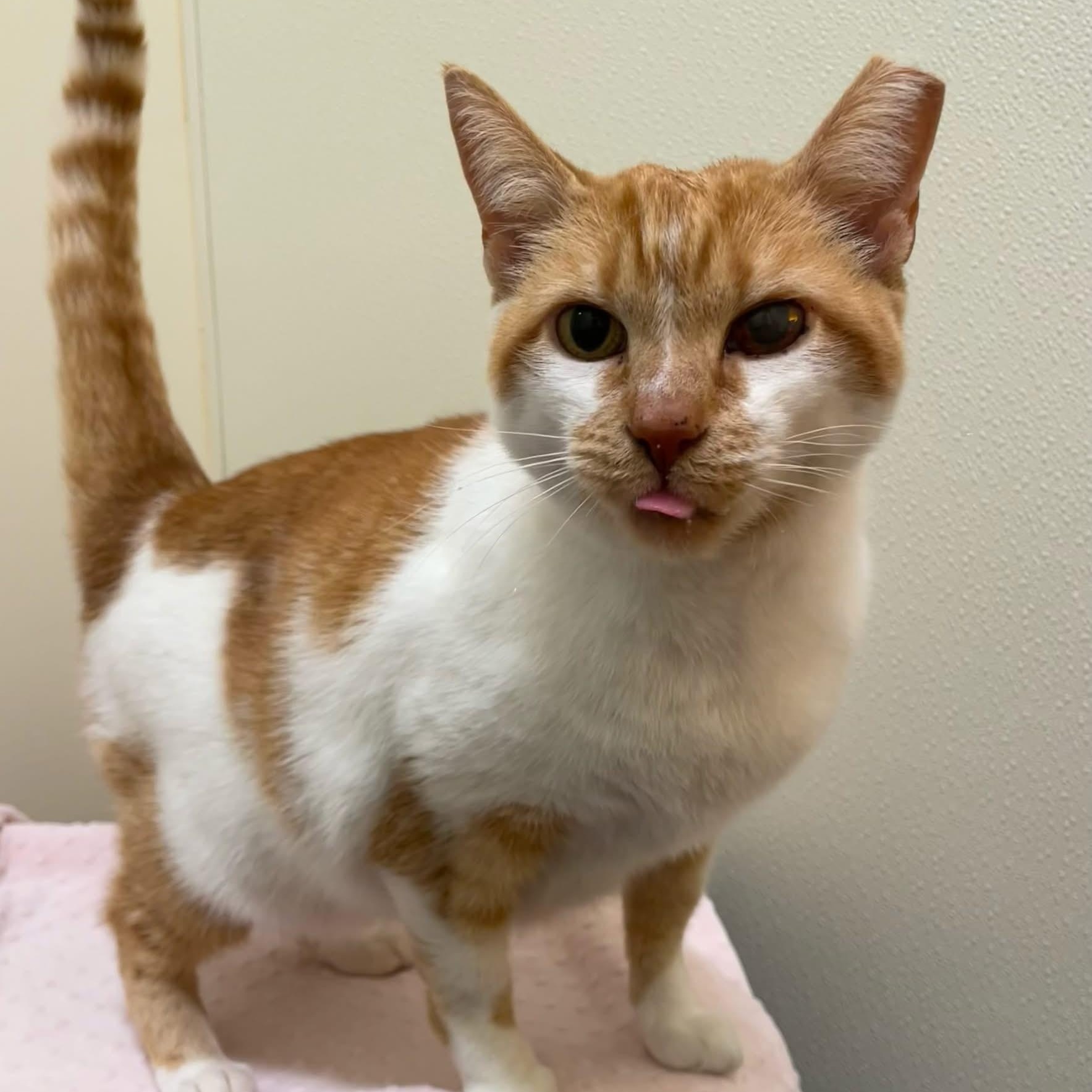 Orange Sherbert, ADOPTABLE, Adult Female Tabby.